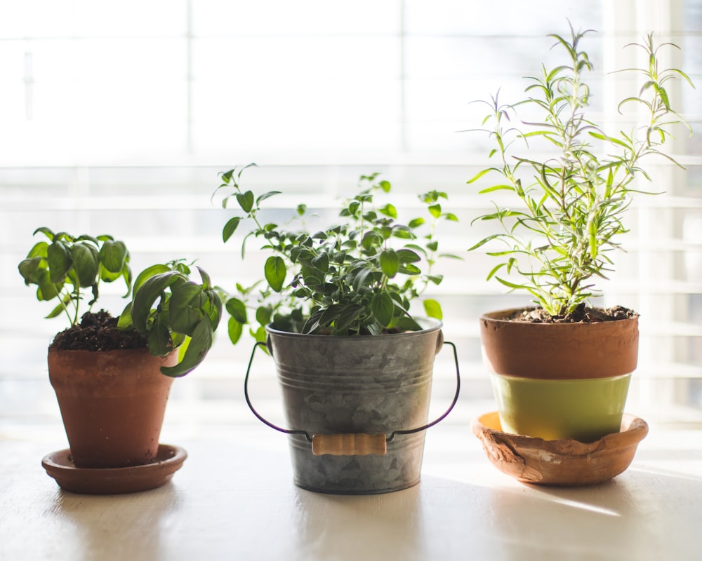 Traditional wellness philosophy and holistic health concepts