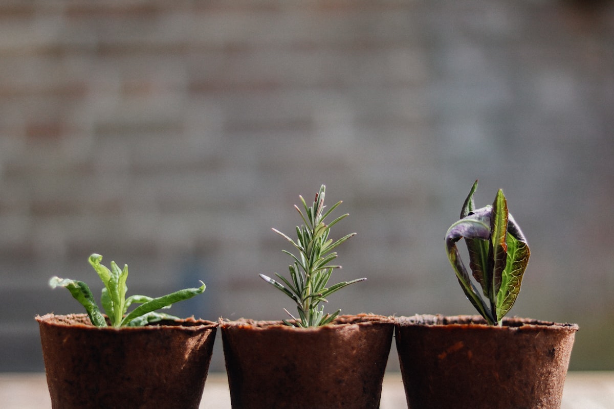 Mindfulness and Mental Wellbeing
